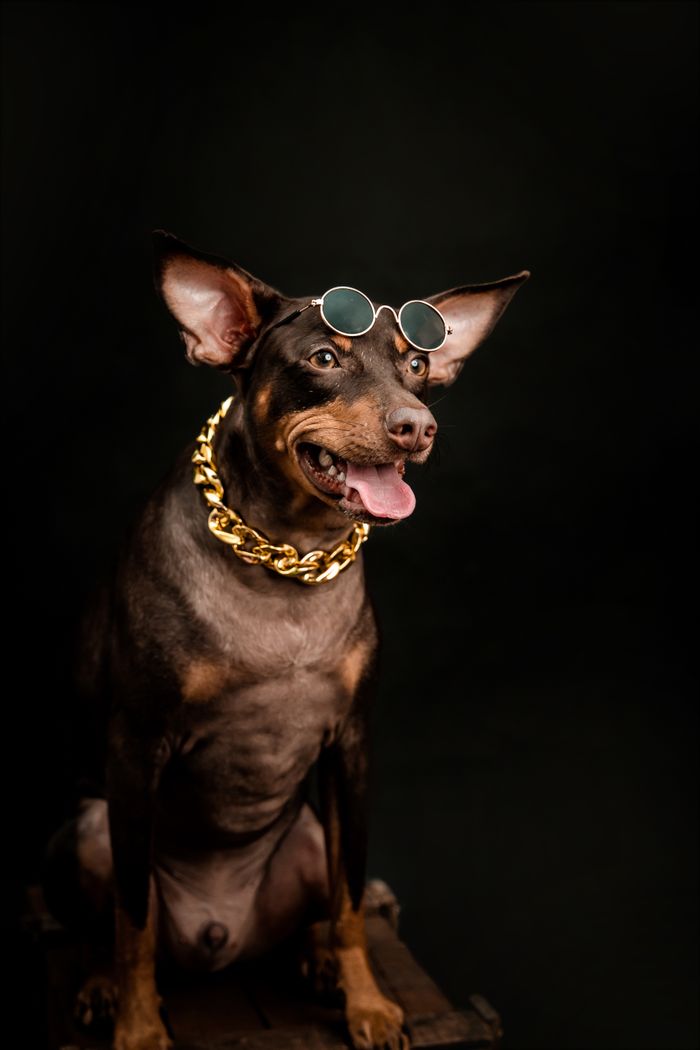 A fashionable dog wearing sunglasses and a gold chain against a black background.