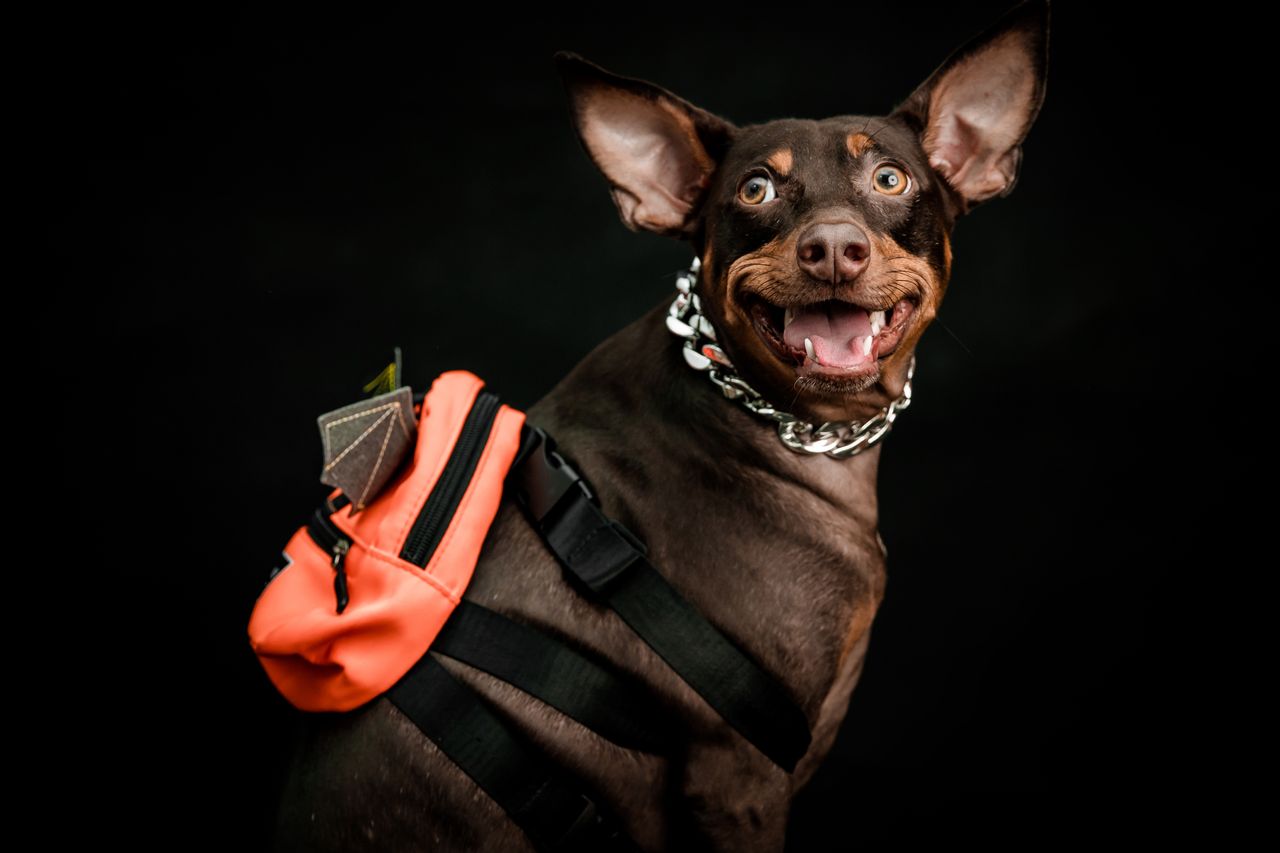 A happy dog wearing a backpack poses in a studio with a dark background.