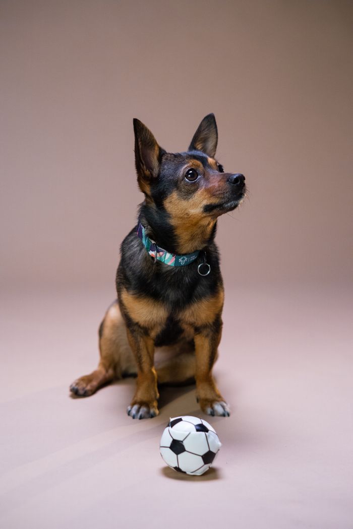 Adorable dog sitting with a soccer ball in a studio setting, evoking playfulness.